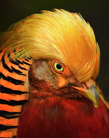 0122Golden Pheasant Portrait