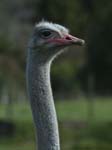 0101_DSC2253 Ostrich