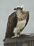 0102_DSC2348 Osprey