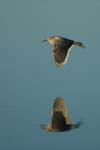 0105Bittern