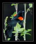 0106Blackbird