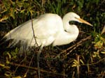 0108Egret 1