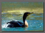 0109Splashing Grebe