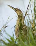 0112DSC_9654 Bittern on the Shore