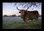 0114Beef at Sunrise