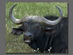 0115Cape-Buffalo
