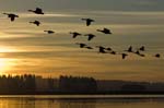0117DSC_9613 Flock at Sunrise