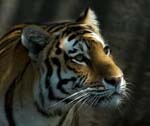 0119DSC_8910 Tiger