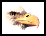 0121Eagles Head