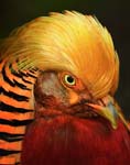 0122Golden Pheasant Portrait