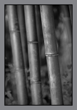 0102Bamboo
