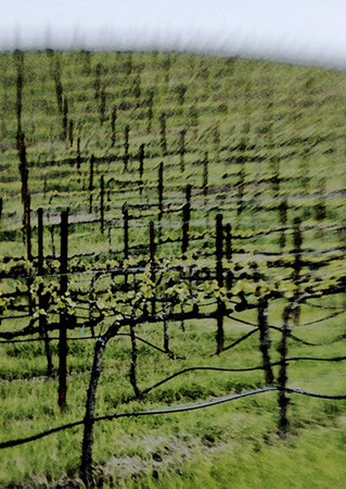 0114Grapevines Painting 2