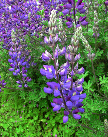 0120Lupine11X14