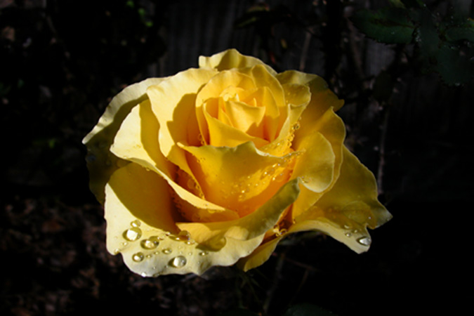 0121Macro Rose