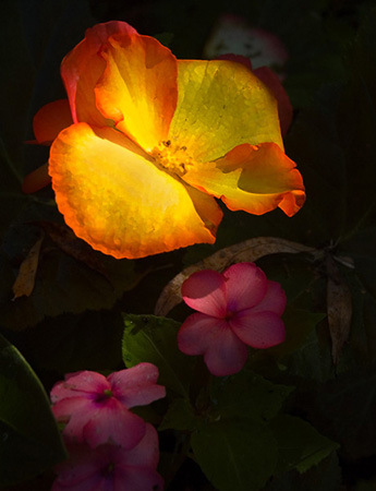 0123Monet Flower