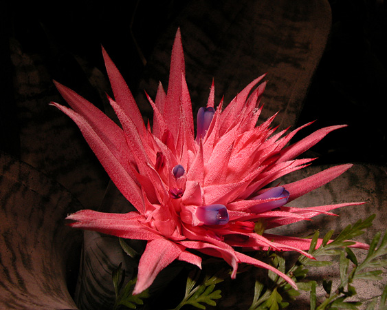 0124Orchid 9