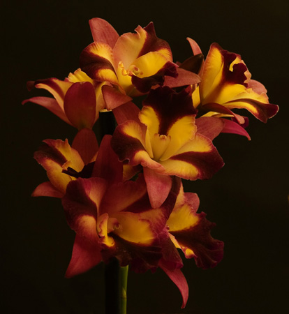 0125Orchid Bunch 3