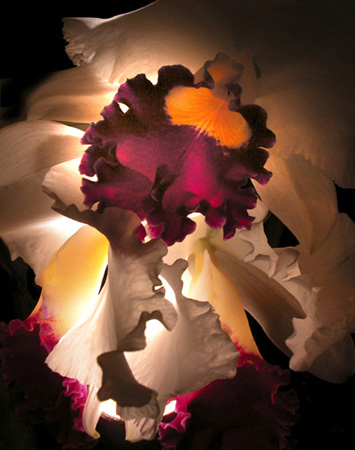 0127Orchid Ruffles