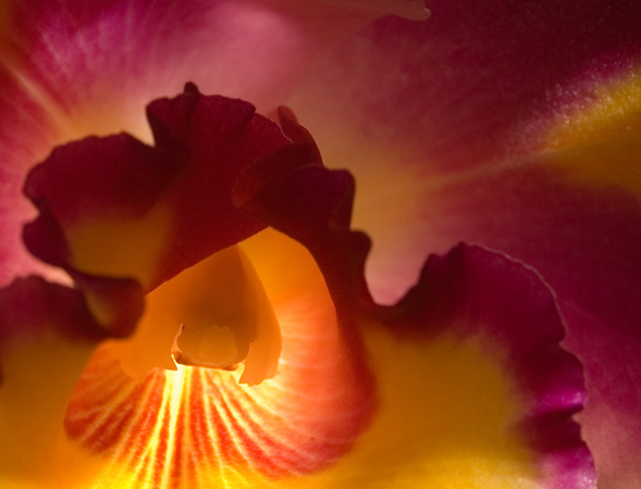 0130Purple Macro
