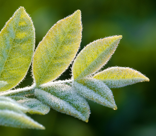 DSC_4698 Morning Frost