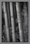 0102Bamboo