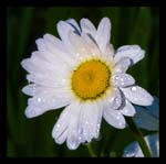 0106Daisy