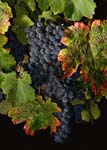 0108DSC_0011 Merlot