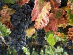 0109DSC_0027 Merlot