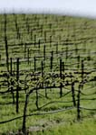 0114Grapevines Painting 2