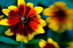 0115Impressionists Flower