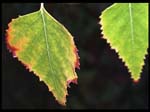 0118Leaf Changing