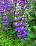 0120Lupine11X14