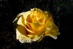 0121Macro Rose