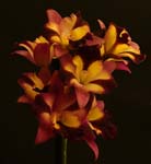 0125Orchid Bunch 3