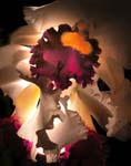 0127Orchid Ruffles