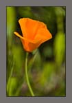 0129Poppy