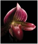 0131Seduction