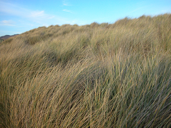 0194Bodega Grass