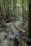 0186_DSC2397 Forest Fraser Island