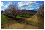 0191Almond Grove in Williams
