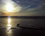 0195Bodega Sunset