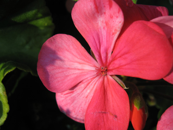 Hot Pink