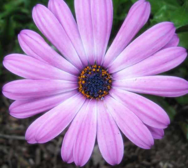 Iridescense