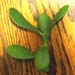 green green plant