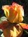 growing rose