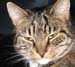 stern cat