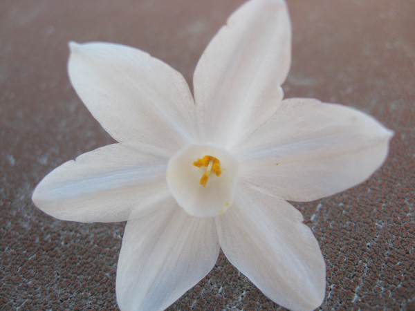 Snow Flower