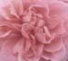 Lost In Pink