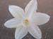 Snow Flower