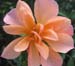 Sunset Flower